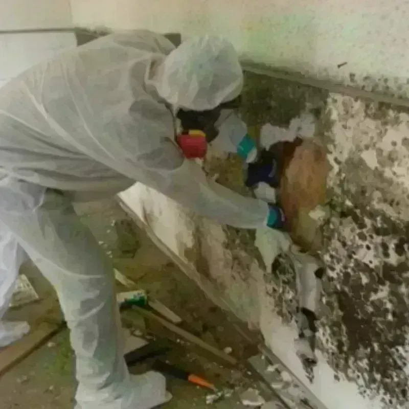 Mold Remediation and Removal in Red Hill, PA